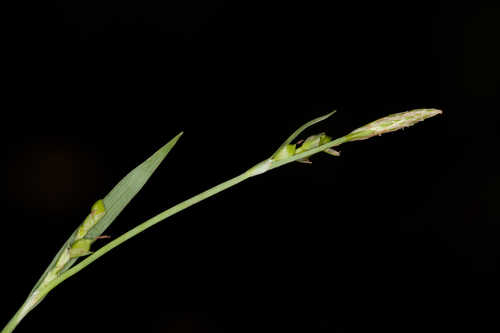 Carex platyphylla #26